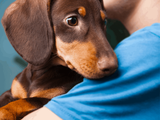  Discover the Best Pets Norfolk: Your Ultimate Guide to Pet Care and Adoption in Norfolk