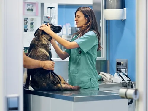 ## Discover Exceptional Care at Just for Pets Animal Clinic: Your Trusted Partner in Pet Health