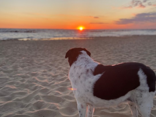  Discover the Best Pet Friendly Condos in Orange Beach, AL for Your Next Vacation