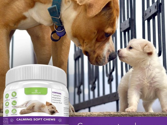  Discover the Best Pet Supplies Plus in Des Moines: Your Ultimate Guide to Pet Care Essentials