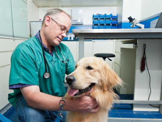  Discover Affordable Pet Vaccination Services: Cheap Pet Shots Near Me